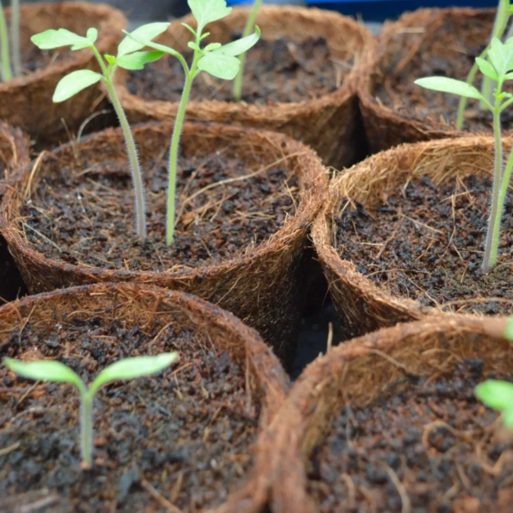 Coco Pots
