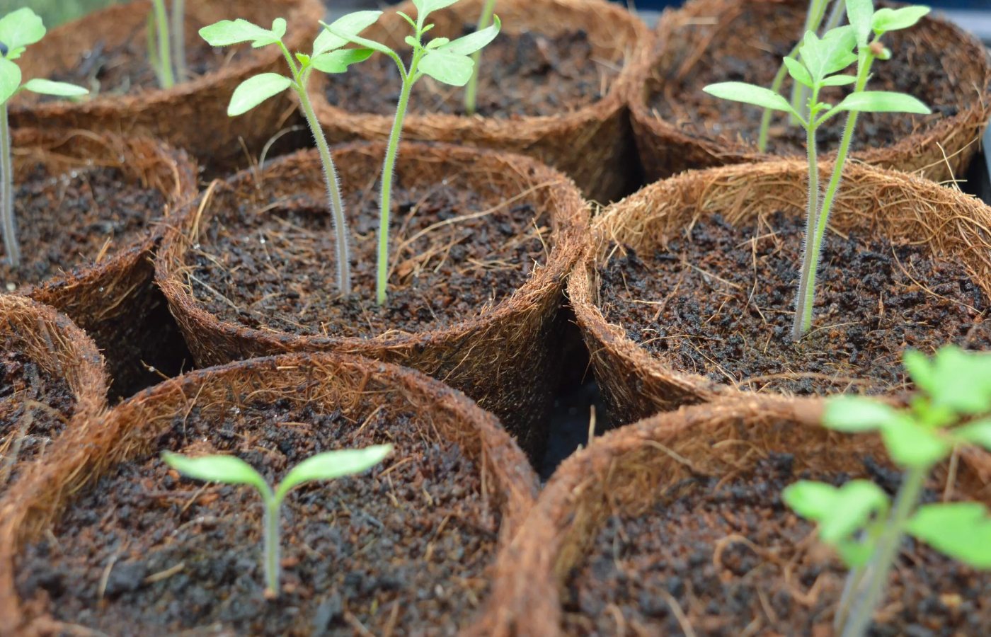 Seedlings growing in coco pots